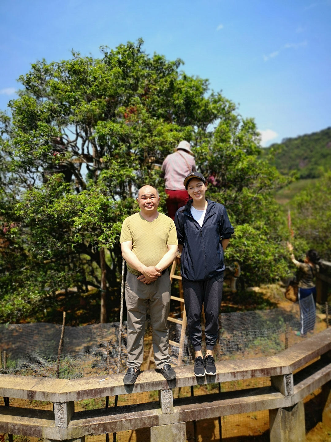 大庵村 宋种单丛茶树