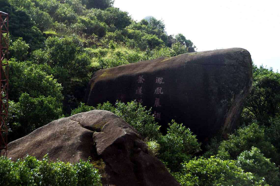乌岽 宋茶