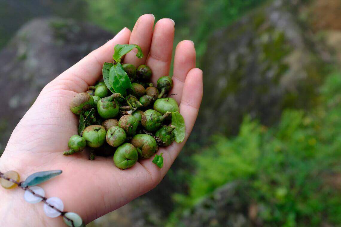 凤凰山 古茶树