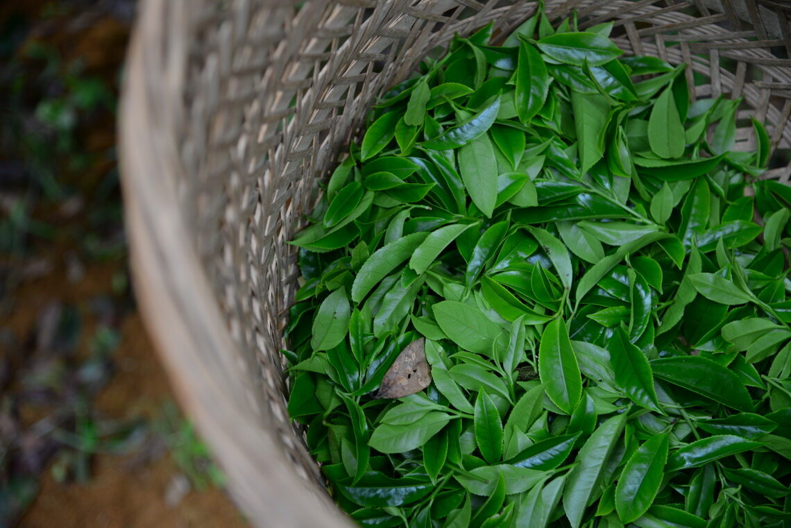 凤凰山，宋种春茶采摘