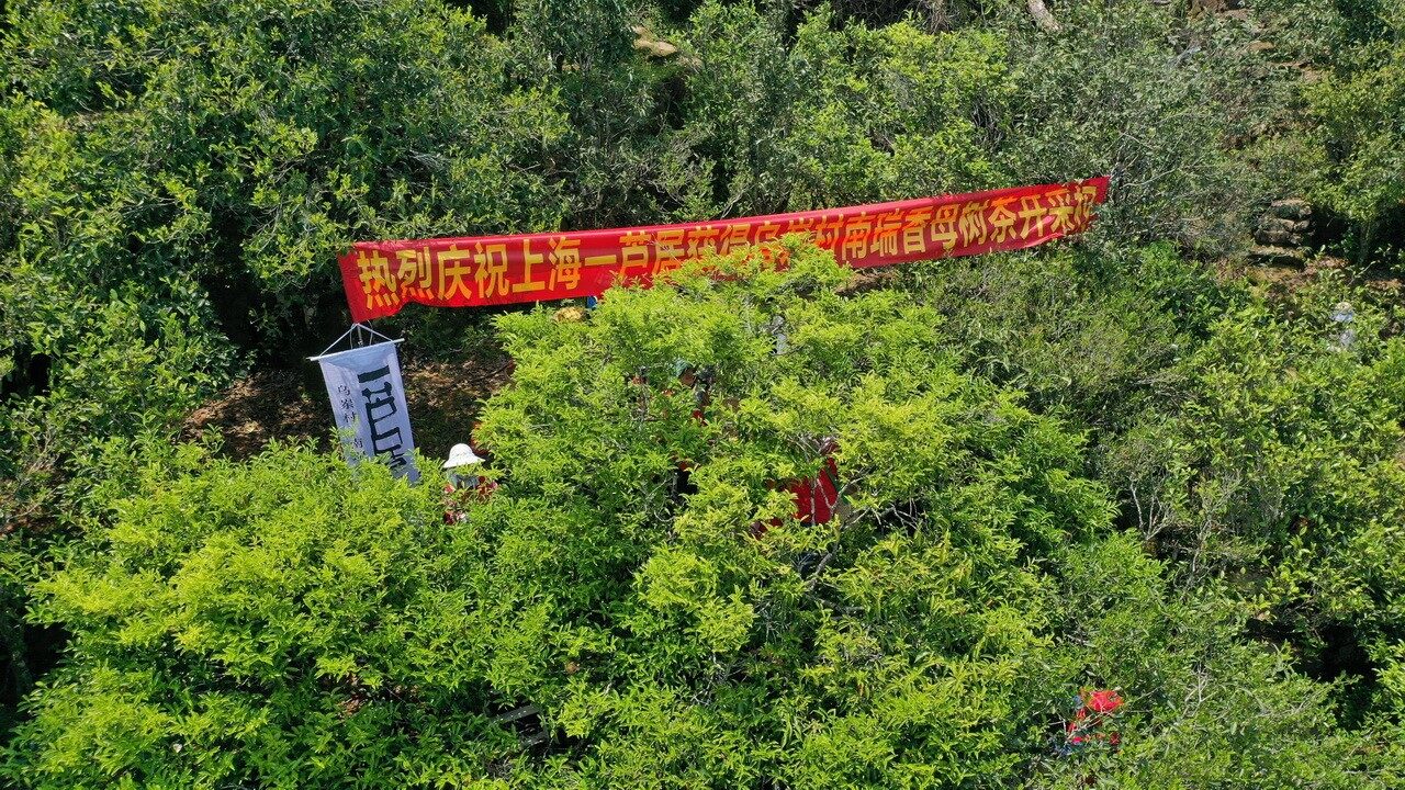 凤凰,南瑞香单丛茶树采摘
