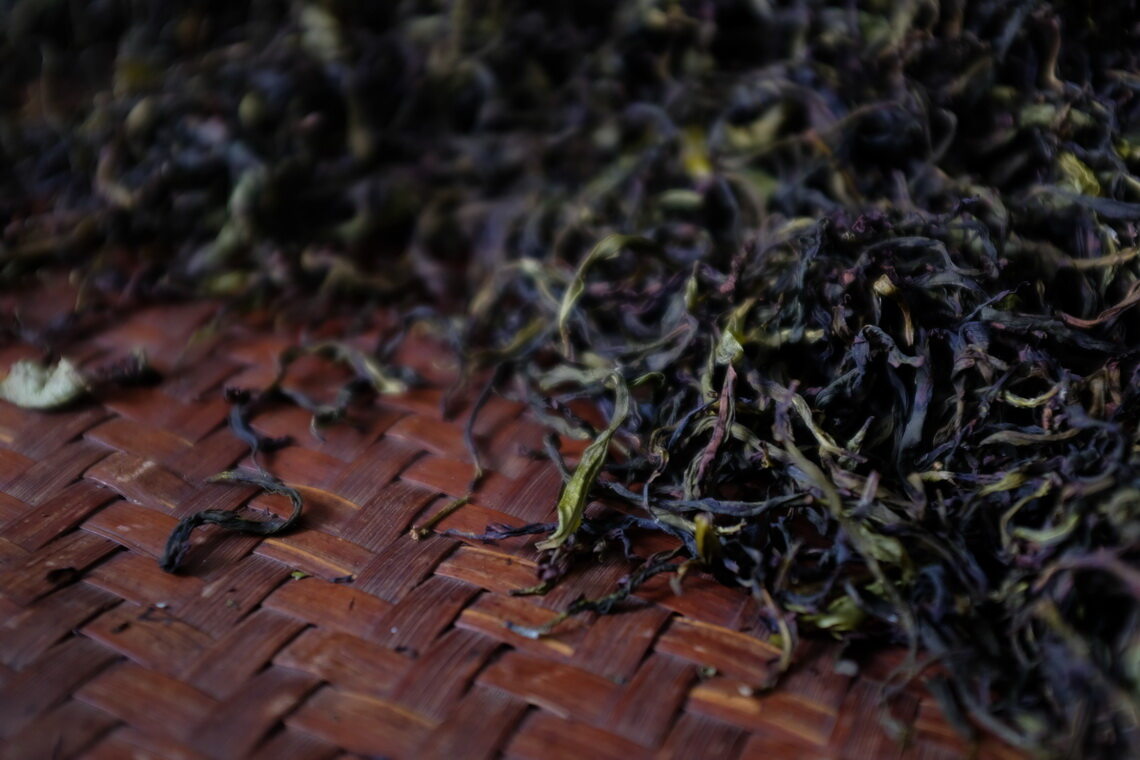 单株采制的凤凰单丛茶