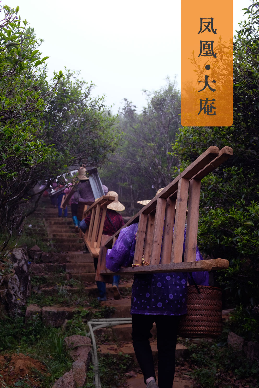 凤凰 大庵 采摘前的准备工作